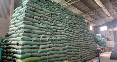 Khởi tố giám đốc doanh nghiệp làm giả hơn 200 tấn lúa giống ST25, ST24