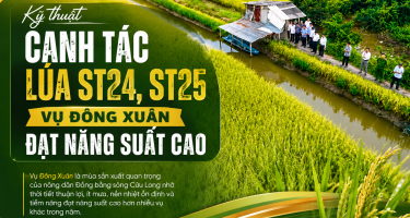 Kỹ thuật canh tác lúa ST24, ST25 vụ Đông Xuân đạt năng suất cao