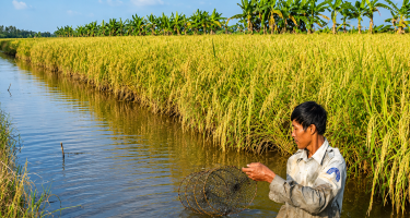 Liên kết bền vững, đưa gạo Cà Mau vươn xa