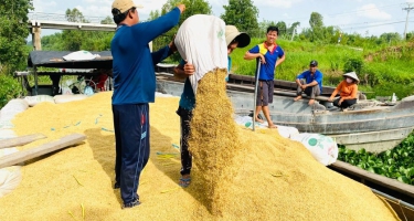 Thị trường - Giá lúa ST25 tăng cao, nông dân chuyển hướng bán cho thương lái