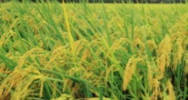 An Giang khẩn trương thu mua tạm trữ lúa, gạo.