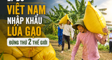 Lý do Việt Nam nhập khẩu lúa gạo đứng thứ 2 thế giới