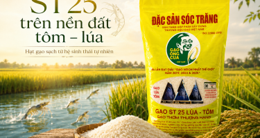 Mô hình tôm - lúa: Bí quyết thuận thiên, thích ứng biến đổi khí hậu