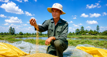 Mô hình tôm - lúa giúp nông dân Cần Thơ thích ứng biến đổi khí hậu