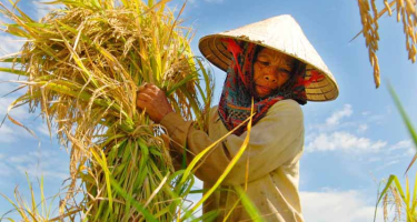 Mơ làm giàu với cây lúa