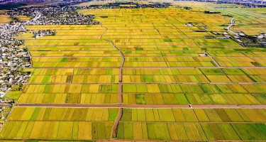 Nông nghiệp miền Tây cần bước khỏi “cái bóng” sản lượng