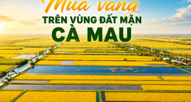 Mùa vàng trên vùng đất mặn Cà Mau