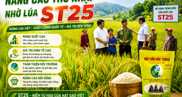 Nâng cao thu nhập nhờ lúa ST25