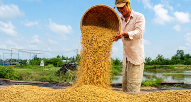 Nâng tầm cho gạo Việt