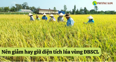Bàn về việc giảm diện tích trồng lúa ở vùng ĐBSCL và tăng giá trị hạt gạo của Việt Nam 