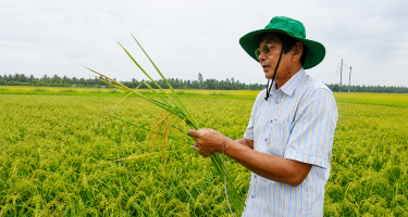 Người “thổi hồn” cho gạo Việt - Gần 30 năm đi tìm giống lúa thơm cho Việt Nam