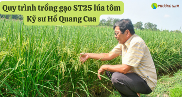 Kỹ sư Hồ Quang Cua - Quy trình trồng gạo ST25 lúa tôm 