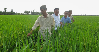 Lúa ST25 tiếp tục đem về lợi nhuận tốt cho nông dân