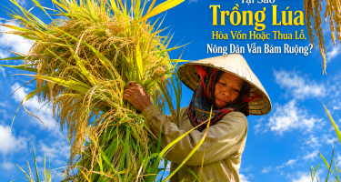 Tại Sao Trồng Lúa Hòa Vốn Hoặc Thua Lỗ, Nông Dân Vẫn Bám Ruộng?