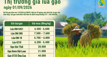 Giá lúa gạo hôm nay ngày 1/9/2026: Thị trường trầm lắng
