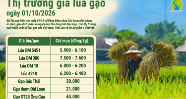 Giá lúa gạo hôm nay ngày 1/10/2026: Nội địa đi ngang
