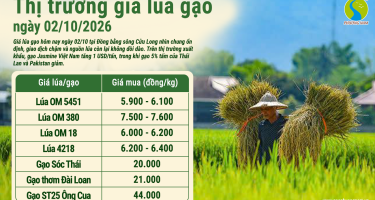 Giá lúa gạo hôm nay ngày 2/10/2026: Xuất khẩu phân hóa