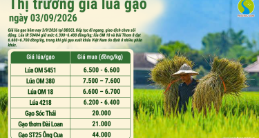 Giá lúa gạo hôm nay ngày 3/9/2026: Thị trường đi ngang