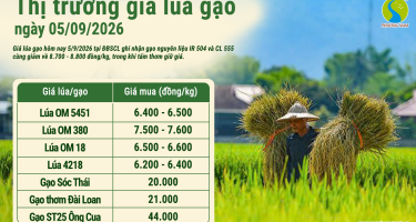 Giá lúa gạo hôm nay ngày 5/9/2026: Gạo nguyên liệu giảm