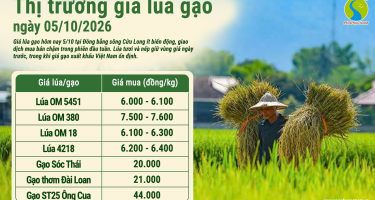 Giá lúa gạo hôm nay ngày 5/10/2026: Thị trường đi ngang