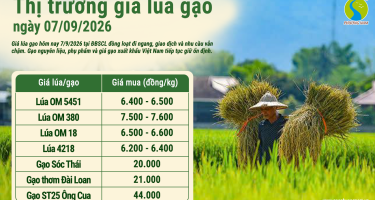 Giá lúa gạo hôm nay ngày 7/9/2026: Thị trường trở lại bình ổn