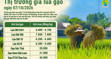 Giá lúa gạo hôm nay ngày 7/10/2026: Lúa tăng 100 đồng/kg