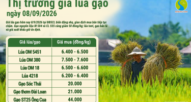 Giá lúa gạo hôm nay ngày 8/9/2026: Gạo nguyên liệu tiếp tục giảm