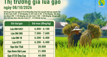 Giá lúa gạo hôm nay ngày 8/10/2026: IR 504 ở mức 8.600 - 8.700