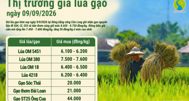 Giá lúa gạo hôm nay ngày 9/9/2026: Cám tăng nhẹ