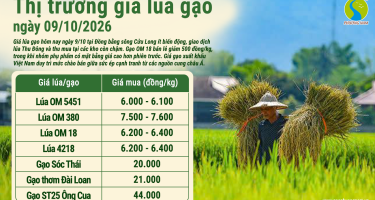 Giá lúa gạo hôm nay ngày 9/10/2026: Gạo xuất khẩu chịu sức ép