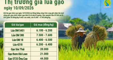 Giá lúa gạo hôm nay ngày 10/9/2026: Lúa ổn định, gạo nguyên liệu giảm nhẹ 