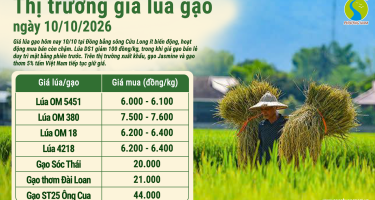 Giá lúa gạo hôm nay ngày 10/10/2026: Gạo nguyên liệu ít biến động