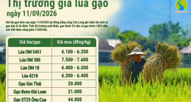 Giá lúa gạo hôm nay ngày 11/9/2026: Gạo xuất khẩu giảm