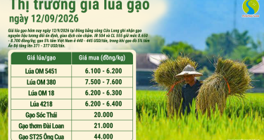 Giá lúa gạo hôm nay ngày 12/9/2026: Gạo nguyên liệu giữ giá
