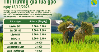 Giá lúa gạo hôm nay ngày 13/10/2026: Gạo nguyên liệu tăng nhẹ