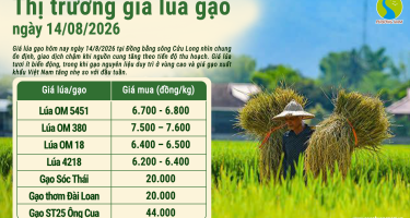 Giá lúa gạo hôm nay ngày 14/8/2026: Giá xuất khẩu tăng nhẹ