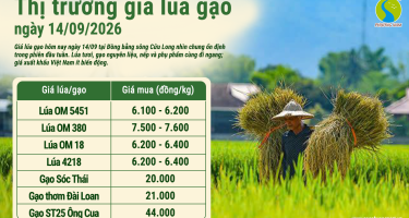 Giá lúa gạo hôm nay ngày 14/9/2026: Thị trường trong nước ổn định