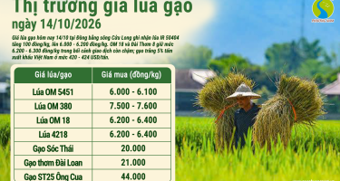 Giá lúa gạo hôm nay ngày 14/10/2026: IR 50404 tăng 100 đồng