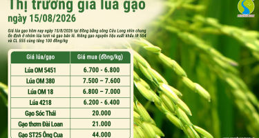 Giá lúa gạo hôm nay ngày 15/8/2026: Gạo nguyên liệu tăng
