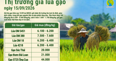 Giá lúa gạo hôm nay ngày 15/9/2026: Tấm thơm tăng 100 đồng/kg