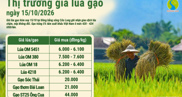 Giá lúa gạo hôm nay ngày 15/10/2026: Gạo xuất khẩu ổn định 