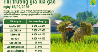 Giá lúa gạo hôm nay ngày 19/9/2026: Lúa chững, gạo giữ giá