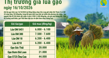 Giá lúa gạo hôm nay ngày 16/10/2026: Đài Thơm 8 tăng 100 đồng