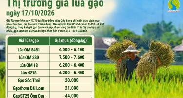 Giá lúa gạo hôm nay ngày 17/10/2026: Thị trường giao dịch trầm lắng