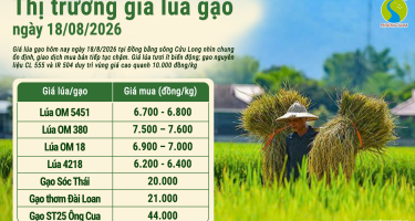 Giá lúa gạo hôm nay ngày 18/8/2026: Giá lúa ổn định