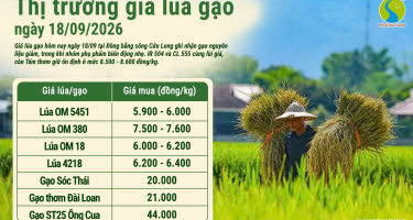 Giá lúa gạo hôm nay ngày 18/9/2026: Gạo nguyên liệu giảm