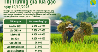Giá lúa gạo hôm nay ngày 19/10/2026: Thị trường ít biến động