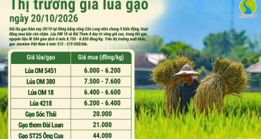 Giá lúa gạo hôm nay ngày 20/10/2026: Giao dịch trầm lắng