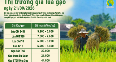 Giá lúa gạo hôm nay ngày 21/9/2026: Gạo nguyên liệu giữ giá