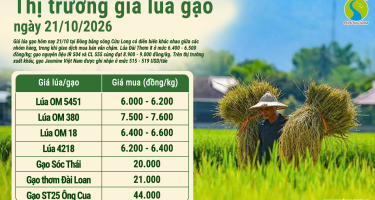 Giá lúa gạo hôm nay ngày 21/10/2026: Thị trường phân hóa